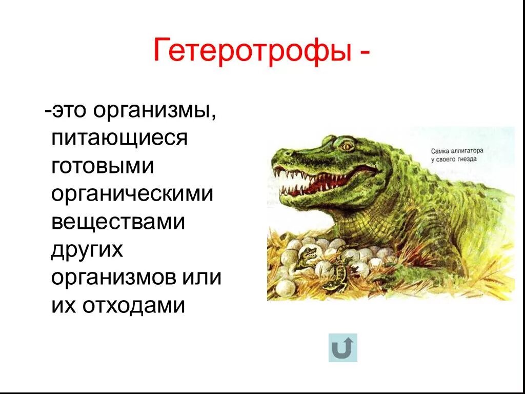 Гетеротрофы это. Гетеротрофы это в биологии. Гетеротрофы это в биологии 6 класс. Гетеротрофы это кратко.