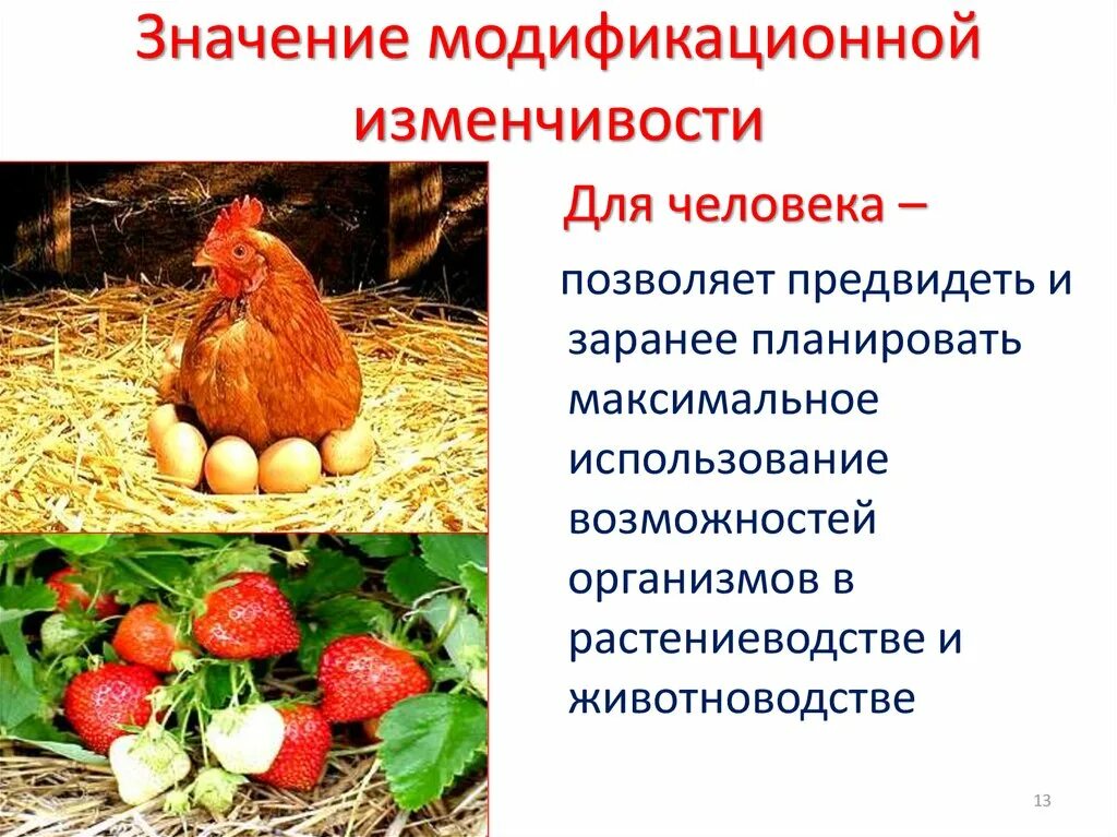 Какое значение имеет модификационной изменчивость для организма. Модификационная и онтогенетическая изменчивость. модификационная изменчивость презентация. примеры модификационной изменчивости у животных. модификационная изменчивость у человека.