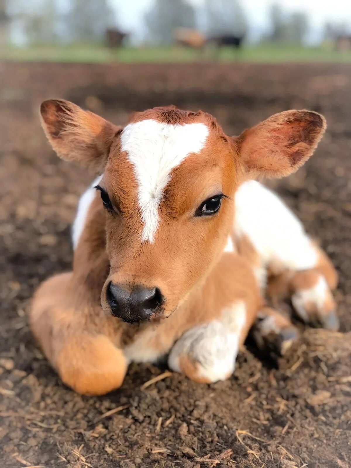 Откорм крс. Маленькие телята. Два бычка. Сельскохозяйственные млекопитающие животные. Телячьи нежности.