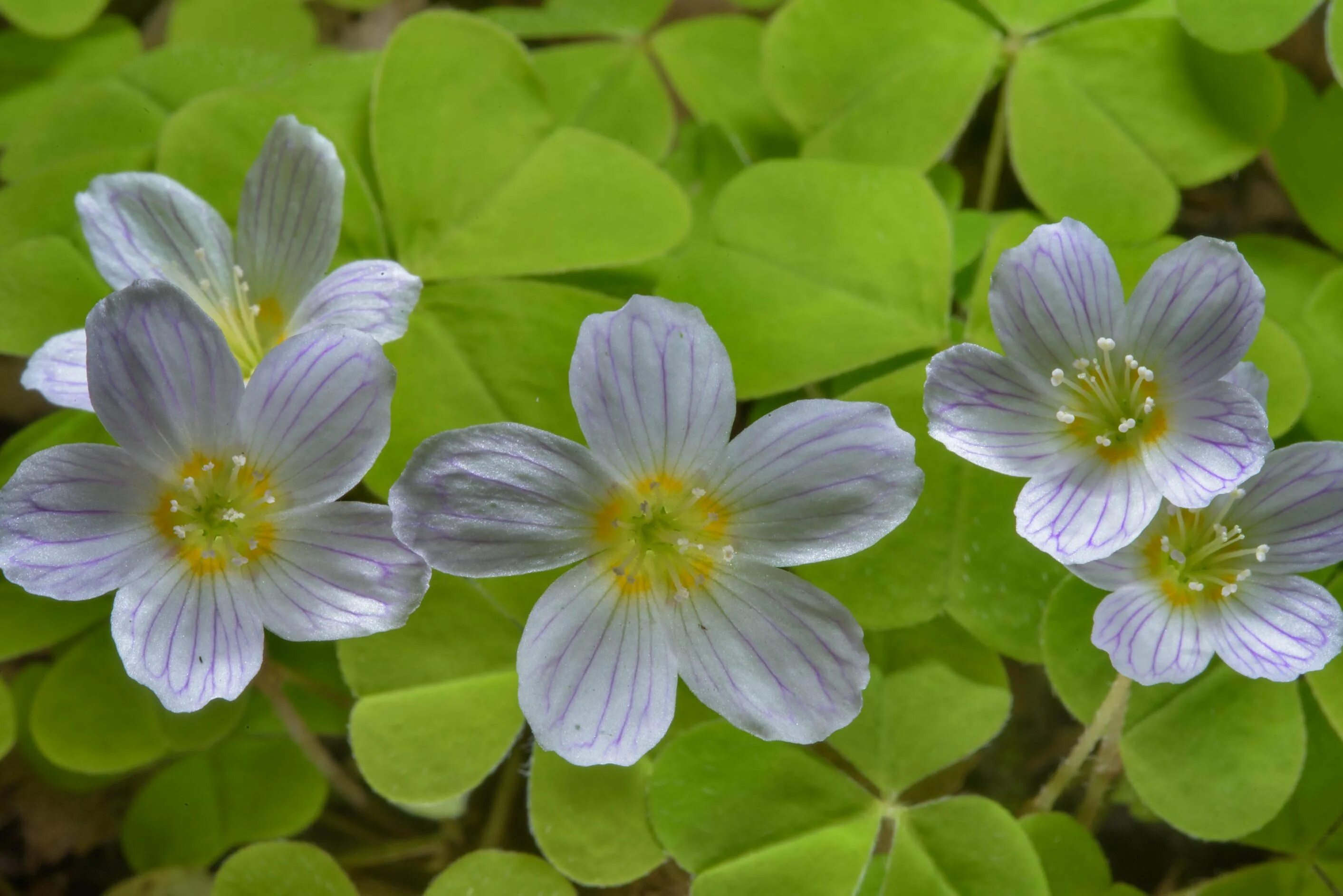 Кислица обыкновенная Лесная. Кислица волосистотычиночная Oxalis lasiandra. Кислица первоцвет.