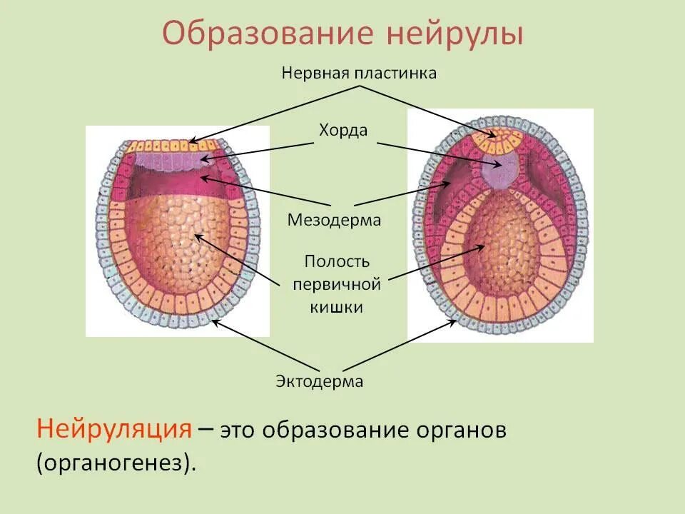 Следующее строение. Нейрула хордовых. Нейруляция эмбриональный этап. Нейрула зародышевые листки. Мезодерма в нейруле.