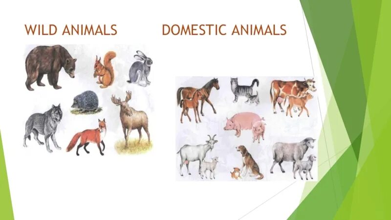 Domestic and wild animals for kids. Животные. Domestic and wild animals. Кошерные животные список. Domestic and wild animals.