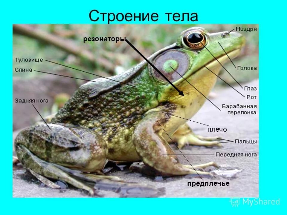 Рисунок 127 внешнее строение зеленой лягушки. Земноводные внешнее строение лягушки. Внешнее строение амфибий. Внешнее строение зеленой лягушки рисунок. Внешнее строение жабы.