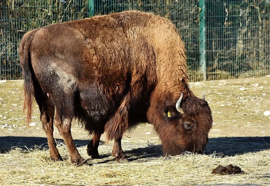 Bison bonasus. ЗУБР. Домашний ЗУБР. ЗУБР фото.