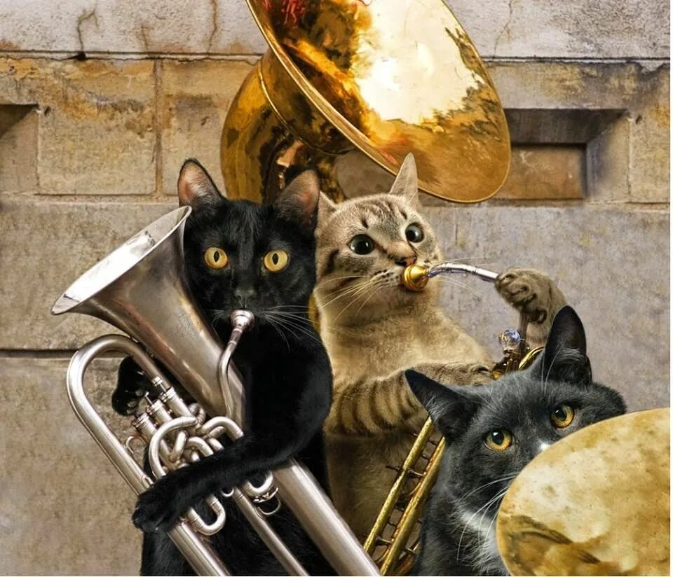 Кошки музыканты. Кошки с музыкальными инструментами. Кот с музыкальным инструментом. Кот оркестр.