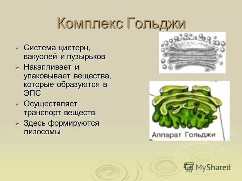 аппарат гольджи секреторные пузырьки. аппарат гольджи функции процесс. лизосомы содержат ферменты какие. вакуоли комплекс гольджи лизосомы 10 класс. эпс и аппарат гольджи.