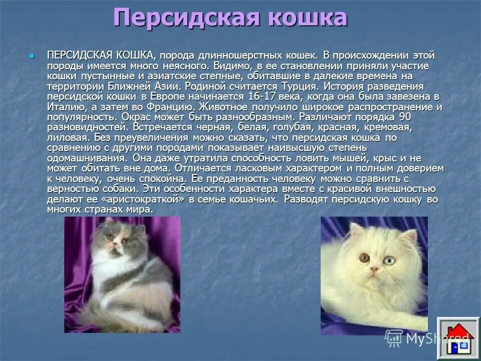 Породы кошек сообщение