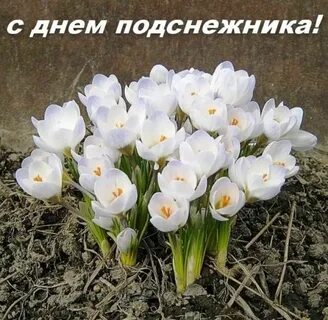 Цветы подснежники фото