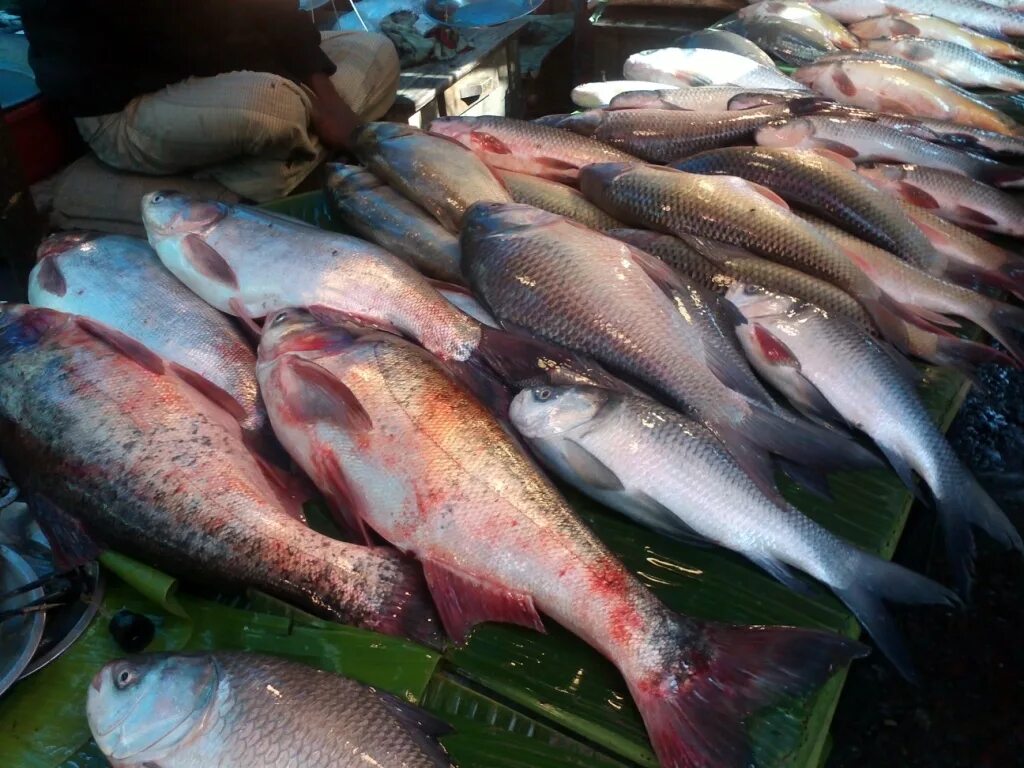 Рыбное купить рыбу. Рыба продается. Рыба на рынке. Продают рыбу на рынке. Свежая рыба на рынке.