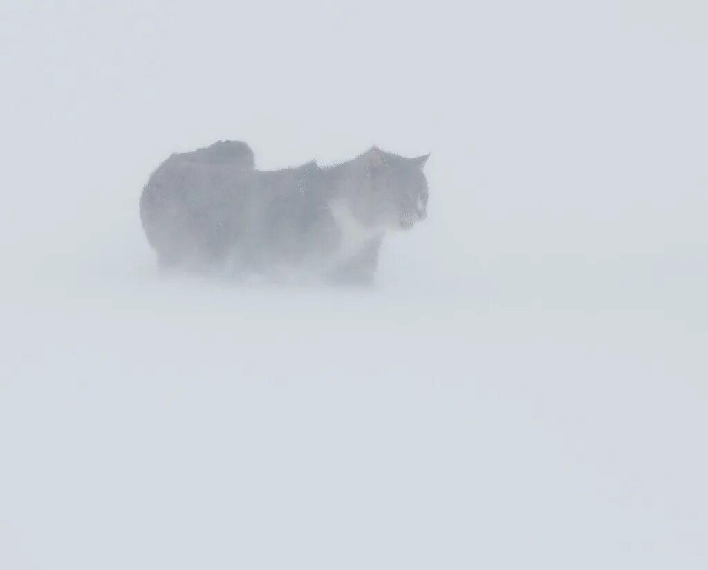 Аляскинский снежный кот. Кот в снегу. Кот вьюга. Кот снежок мейн кун. Кошка зима.