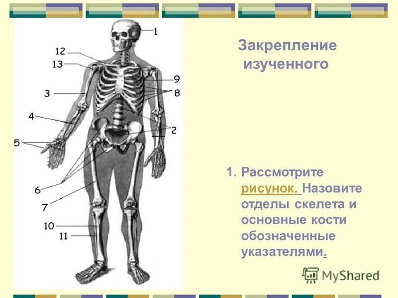 Класс биология строение скелета человека. Осевой отдел скелета. биология 8 класс скелет человека осевой скелет. скелет отделы костей биология 8 класс. функции осевого скелета человека.