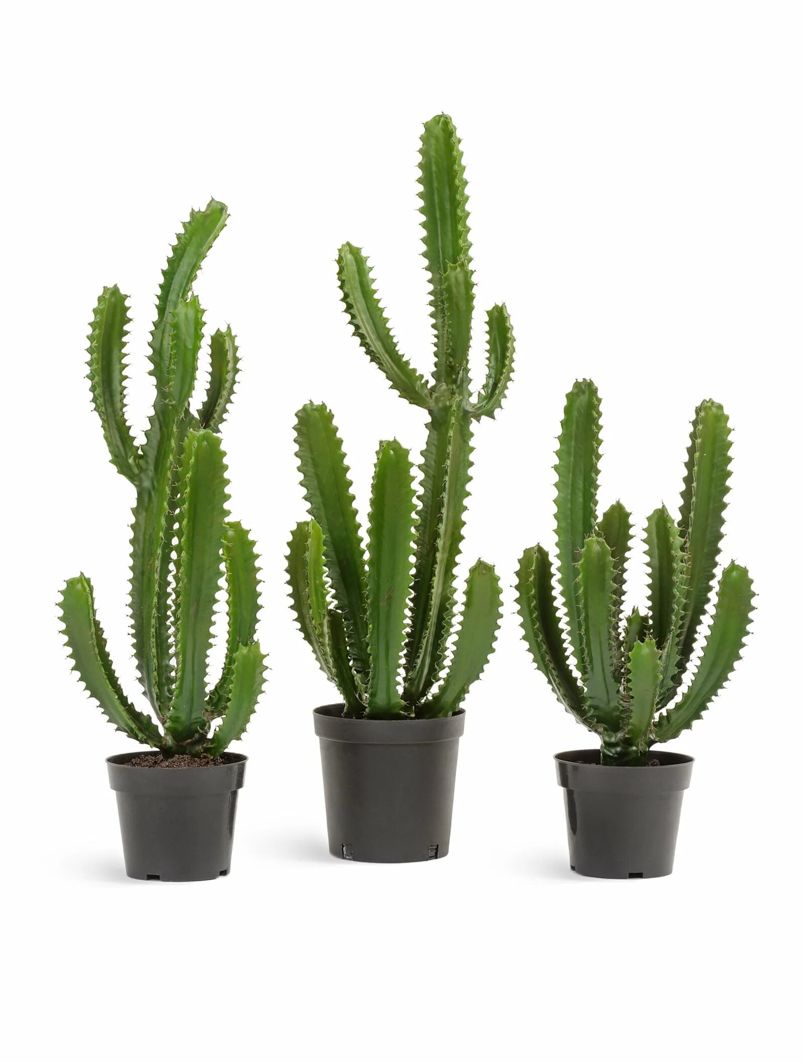 Кактус микс маммиллярия. Цереус перуанский монстрозная. Керамический кактус. Кактусы омск. Кактусы омск.