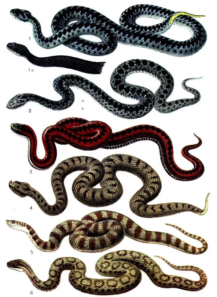 Обыкновенная гадюка (Vipera berus). Змея Степная гадюка. Змея гадюка ядовитая. Обыкновенная гадюка - Vipera berus (Linnaeus, 1758).