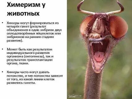 Химера слова