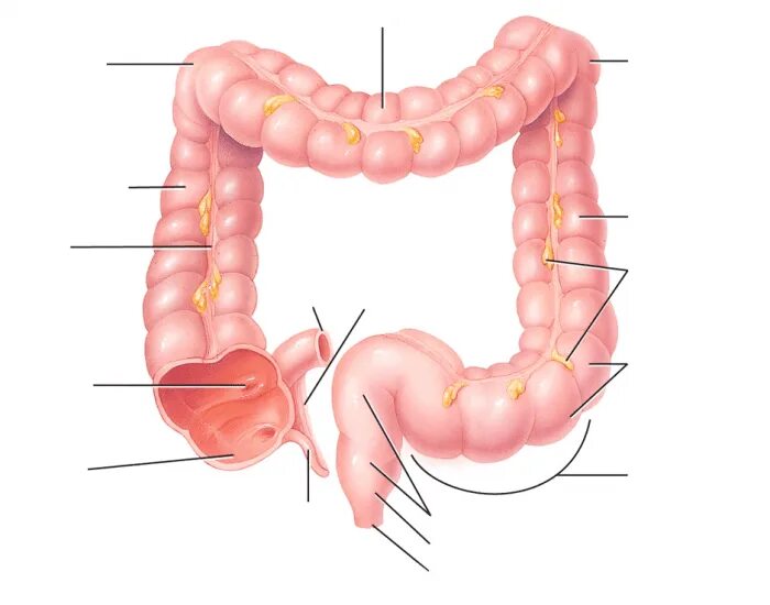 Общая длина толстой кишки. Спайки связки толстой кишки анатомия. Фото large intestine.