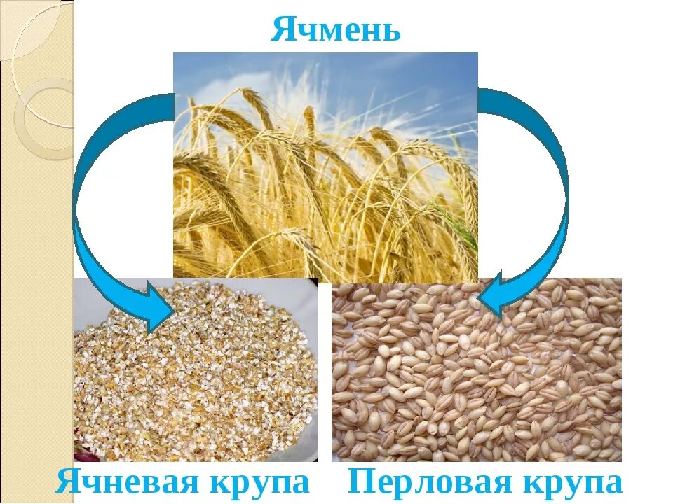 Ячневая ячмень крупы. Ячмень перловая крупа. Ячмень ячневая крупа перловка. Ячневая крупа это перловка.