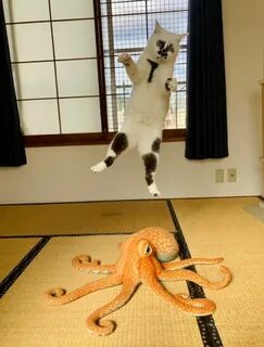 Кот 11