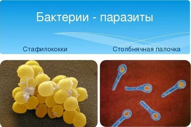 Какие бактерии паразиты. Паразитизм бактерий примеры. бактерии паразиты примеры. болезнетворные бактерии паразиты. паразитизм микроорганизмов.
