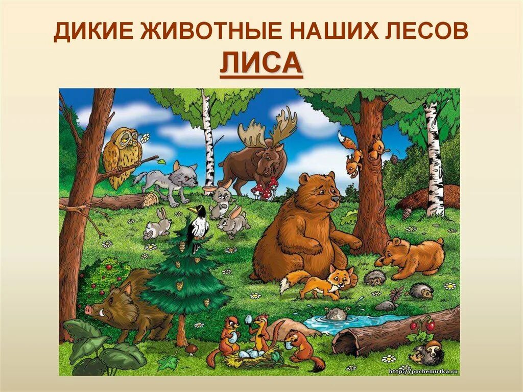 животные которые живут в лесу. жители леса. лесные жители для детей. почему животные живут в лесу. животные которые обитают в лесу.