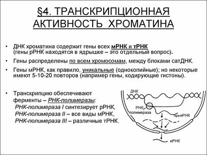 Активный хроматин