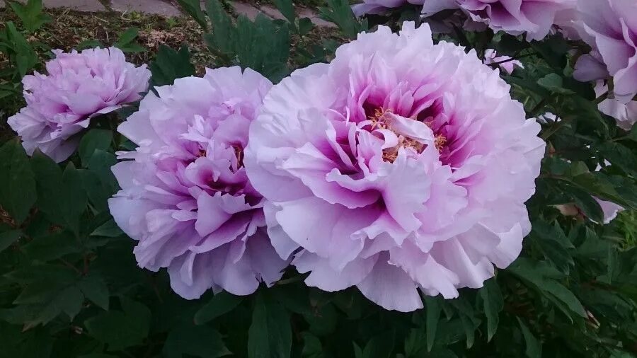 Пион травянистый Блю Хризантем (Blue Chrysanthemum) - Купить травянистый пион - 