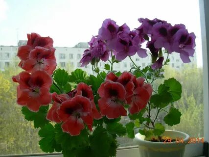 Полив королевской герани
