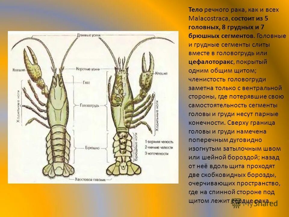 ракообразные головогрудь и брюшко. ракообразные сегментация головы. внешнее строение ракообразных схема. внешнее строение ракообразных. строение панциря ракообразных.