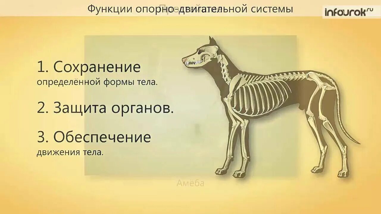 Строение опорно двигательной системы животных. Строение опорно-двигательного аппарата млекопитающих. Опорно двигательная система млекопитающих. Опорно двигательная система млекопитающих функции.