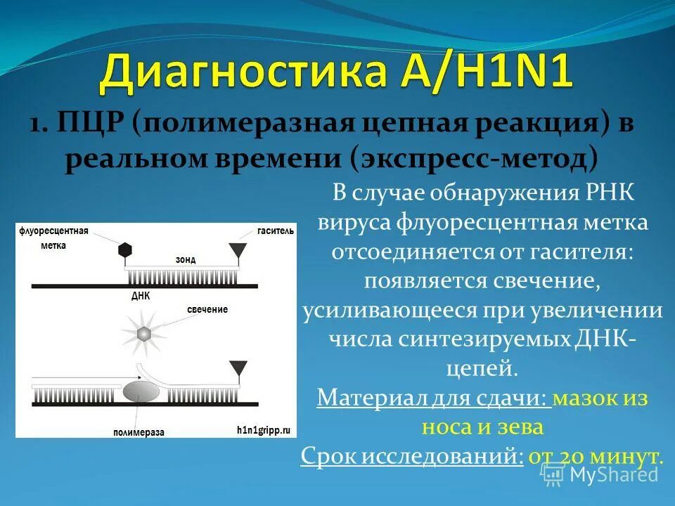 Обнаружение рнк. Гемотест рнк обнаружен коронавирус. Схема исследования методом пцр. Гемотест анализы. Методы исследования днк полимеразная цепная реакция.