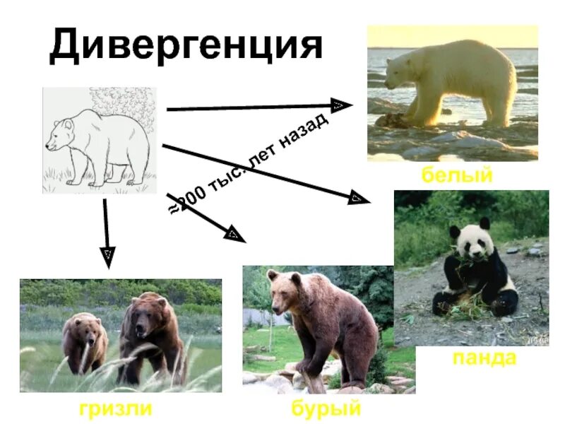 Образование новых видов животных. Видообразование медведей. аллопатрическое видообразование медведи. видообразование белого медведя схема. гризли и бурый медведь отличия.