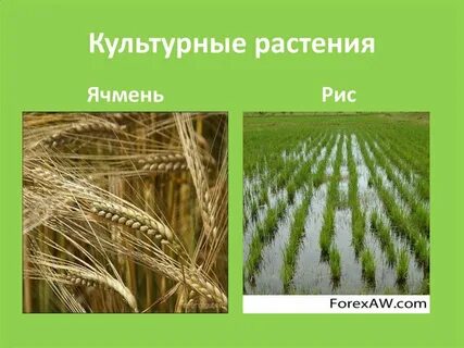 3 культурные растения однодольные