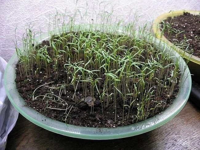 Всход семян петрушки. Всходы петрушки и укропа. Всход семян петрушки. Пророщенные семена моркови. Петрушка проращивание семян.