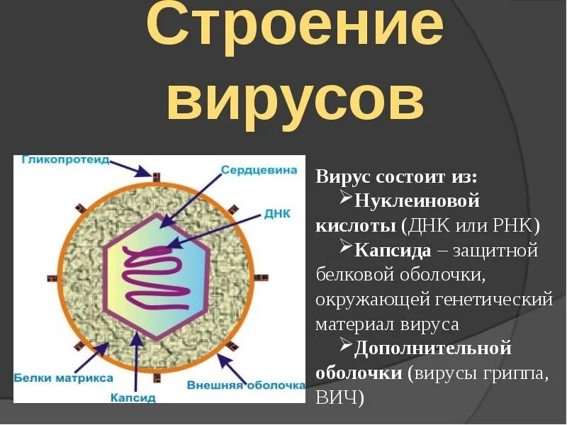 Представители вирусов 5 класс биология. Строение вируса биология 10. Строение биологического вируса. Строение белковой оболочки вируса. Строение вирусов кратко.