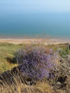 Растительный ковер на азовском море как называется