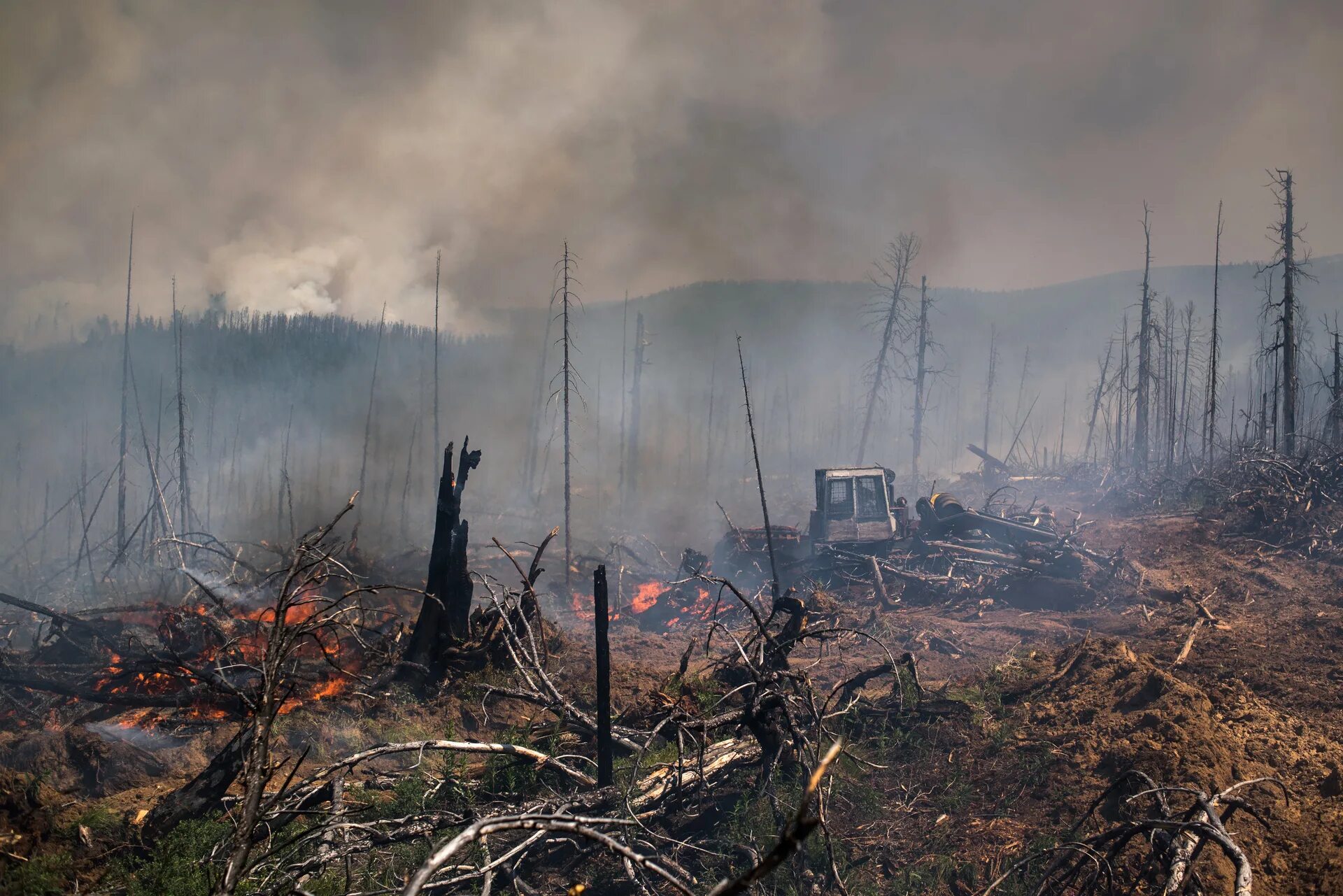 Последствия лесных пожаров. Последствия пожара в лесу. Лес после пожара. После лесного пожара.