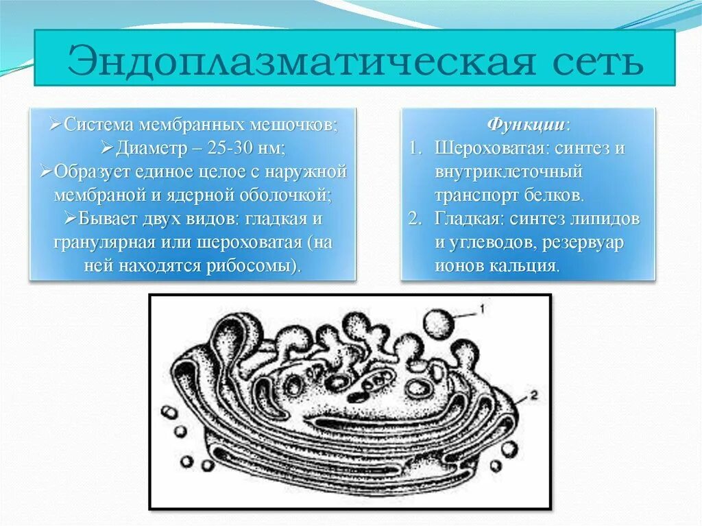 Пузырьков эпс. Эндоплазматическая сеть на схеме клетки. Эндоплазматическая сеть органоид строение =рисунок. Строение клетки эндоплазматическая сеть схема.