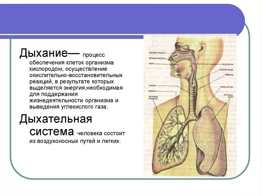 Как называется процесс дыхания человека. Строение органов дыхания биология 8. Дыхательная система человека презентация. Процесс дыхания. Важность дыхательной системы.