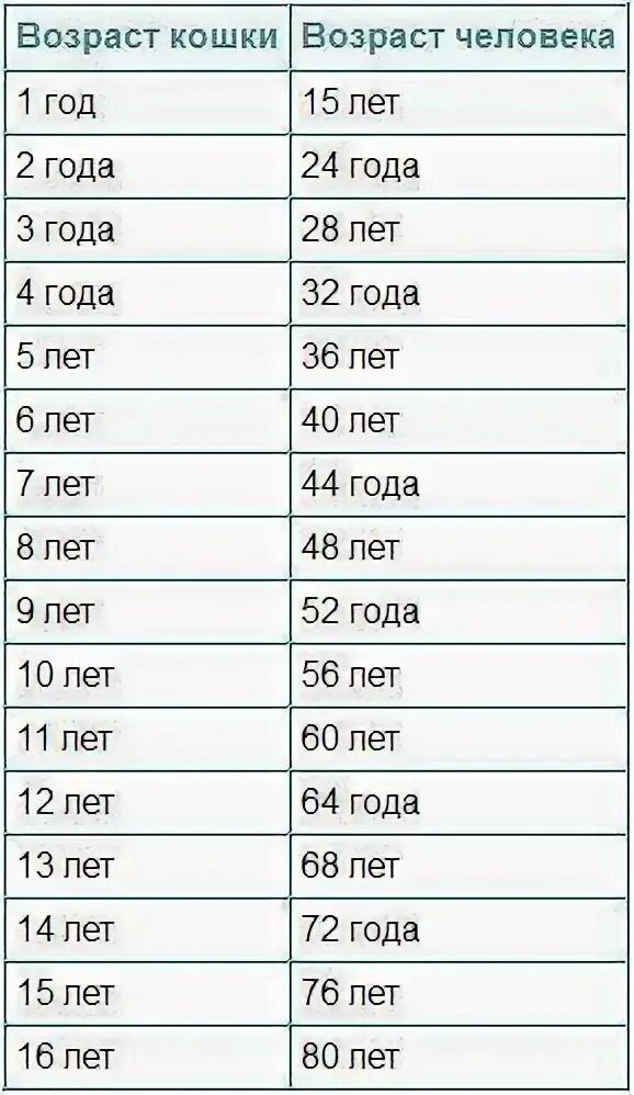 Как посчитать возраст кошки