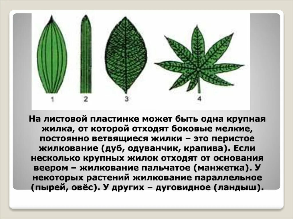 Перистое и пальчатое жилкование. Перисто сетчатое жилкование листовой пластинки. Пальчато сетчатое жилкование листовой пластинки. Лист крапивы жилкование листа. Параллельное 2 дуговидное 3 пальчатое 4 перистое