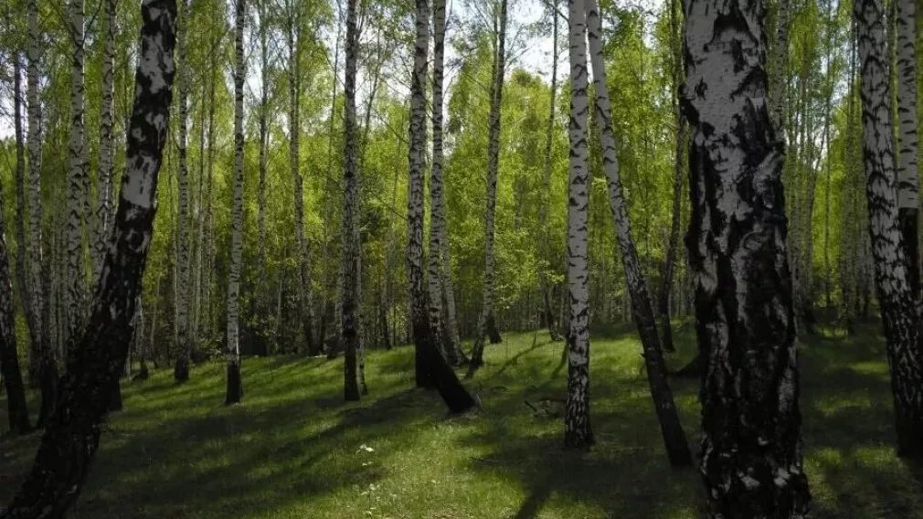 Брянский лес летом. Лес брянской области. леса брянской области. лес брянской области фото. брянск фото леса.