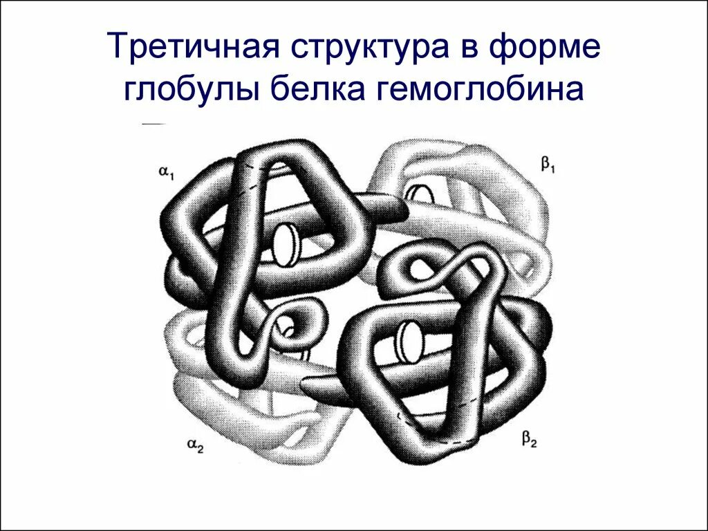 Третичная структура белка данная структура. Третичная структура белка гемоглобина. Третичная структура белка глобула. Форма третичной структуры белка. Глобула это структура белка.