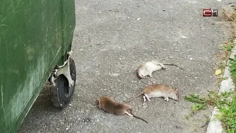 Крыса нападает