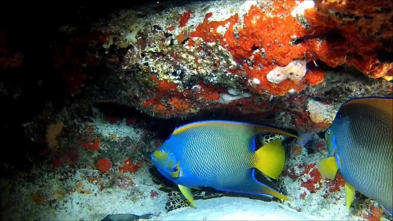 Рыбы спят ночью. Рыба попугай Мальдивы.
