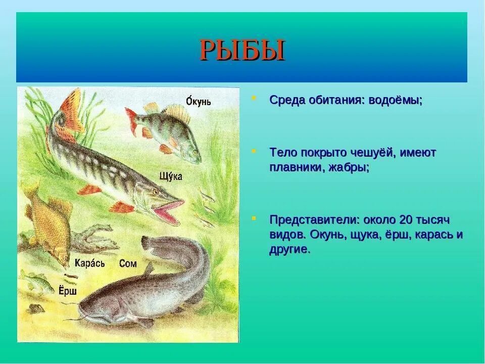 В водоеме обитают разнообразные организмы окунь щука