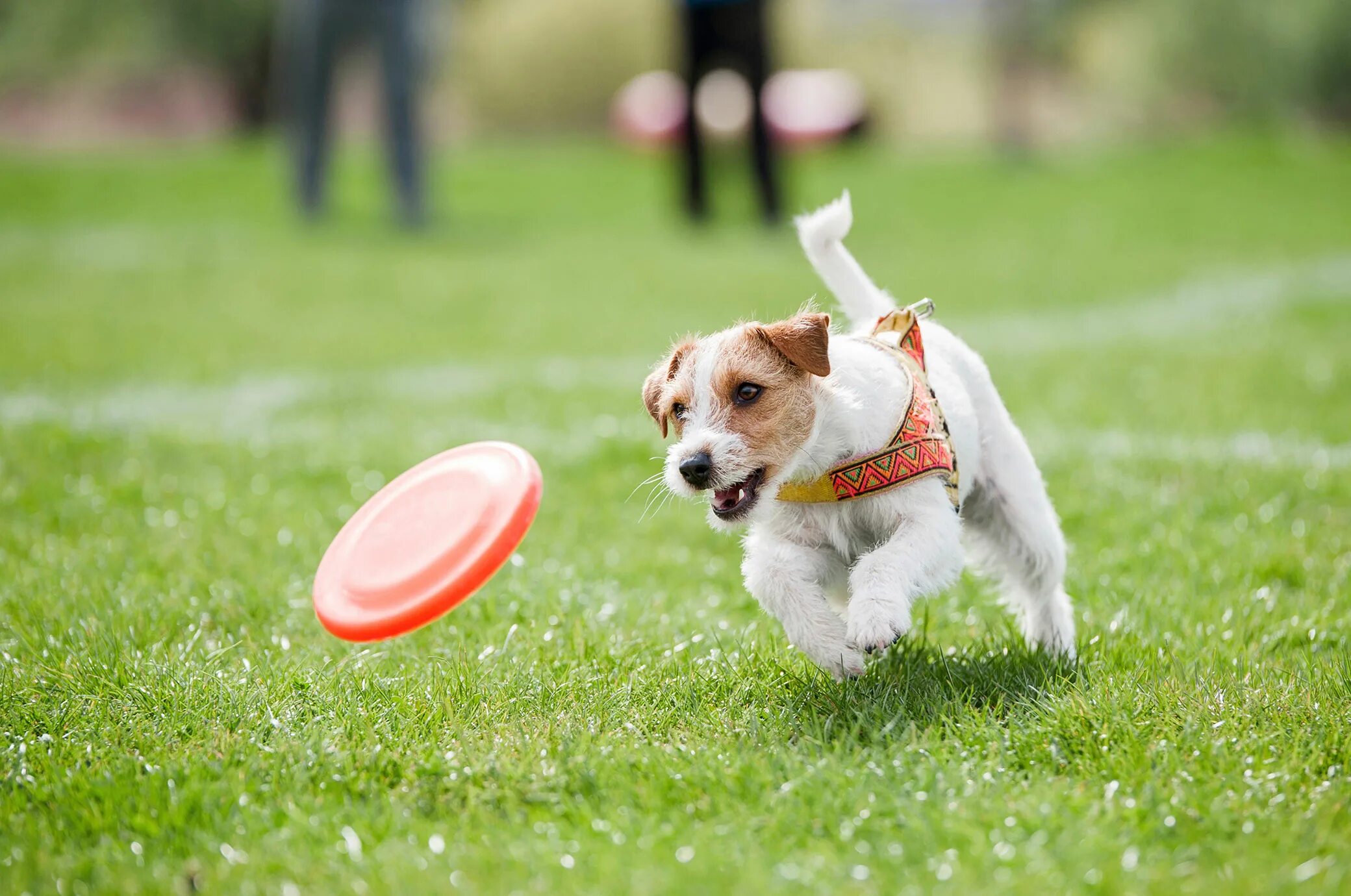 Pets event. Джек Рассел терьер дог фризби. Джек Рассел терьер фрисби. Джек Рассел терьер фрищби. ДРТ фрисби.