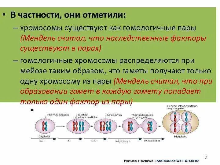 Пары гомологичных хромосом. Хромосомы половых клеток гомологичные. Различные пары гомологичных хромосом. Как определить гомологичные хромосомы. Парные гены расположенные в гомологичных