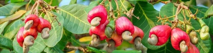 2шт Anacardium Occidentale семена кешью семена деревьев сад посадки открытый - к