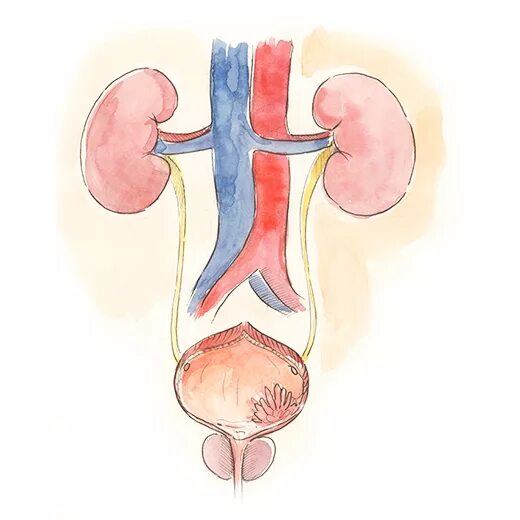 Мочевыделительная система мочевой пузырь. Мочевыделительная система почки мочеточники. Мочевыделительная система опухоли. Анатомия органов мочевыделительная система. Урология мочевой