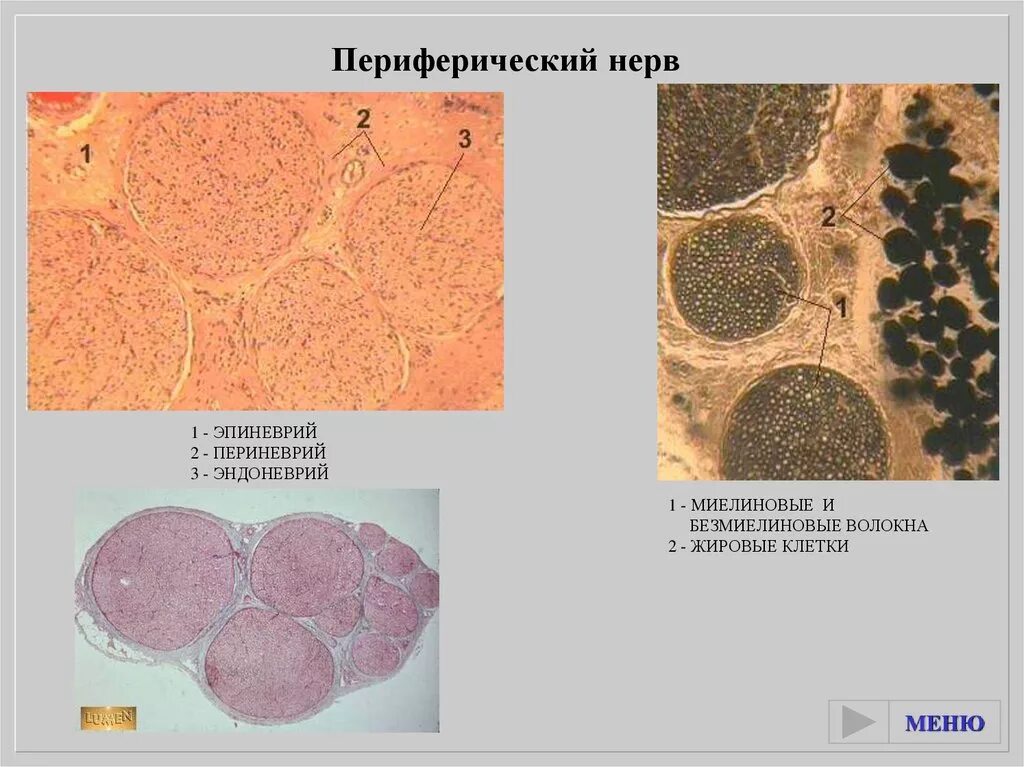 Органы нервной системы. Спинной и головной мозг. Рефлекторные дуги. Гистология -