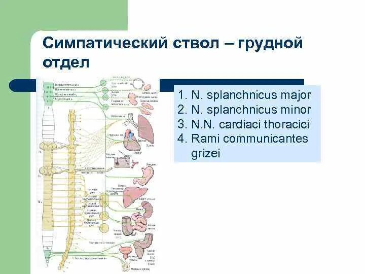 Узлы и ветви поясничного отдела симпатического ствола. Узлы шейного отдела симпатического ствола. Ветви поясничного отдела симпатического ствола. Строение симпатического ствола. Грудной симпатический ствол.